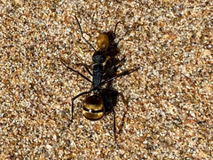 Polyrhachis ammonoeides
