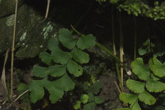 Adiantum diaphanum