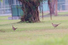 Phasianus colchicus formosanus