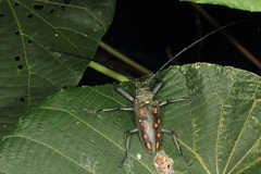 Batocera frenchi