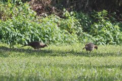 Phasianus colchicus formosanus