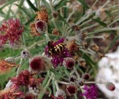 Dianthidium curvatum