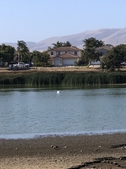 Pelecanus erythrorhynchos