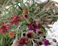 Dianthidium curvatum