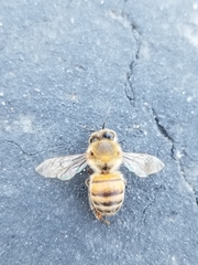 Apis mellifera