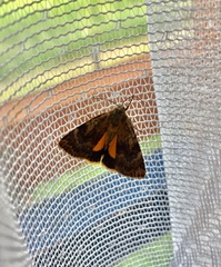 Cryptocala chardinyi