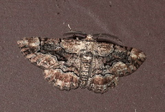 Phaeoura mexicanaria