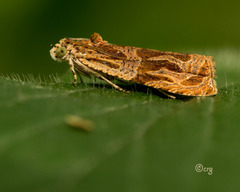 Olethreutes nitidana