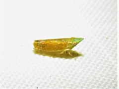 Scaphytopius argutus