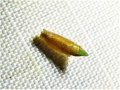 Scaphytopius argutus