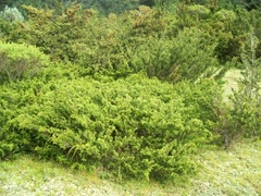 Juniperus monticola