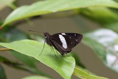 Notocrypta waigensis