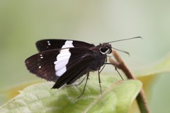 Notocrypta waigensis