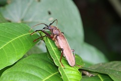 Xixuthrus microcerus