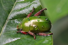 Anoplognathus punctulatus