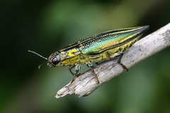 Cyphogastra farinosa