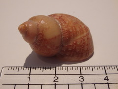 Phasianella ventricosa