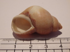 Phasianella ventricosa