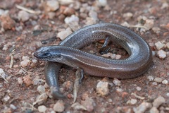 Glaphyromorphus punctulatus