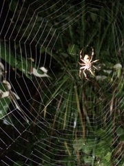 Eriophora edax