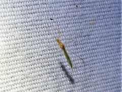 Metacanthus multispinus