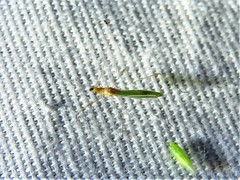 Metacanthus multispinus