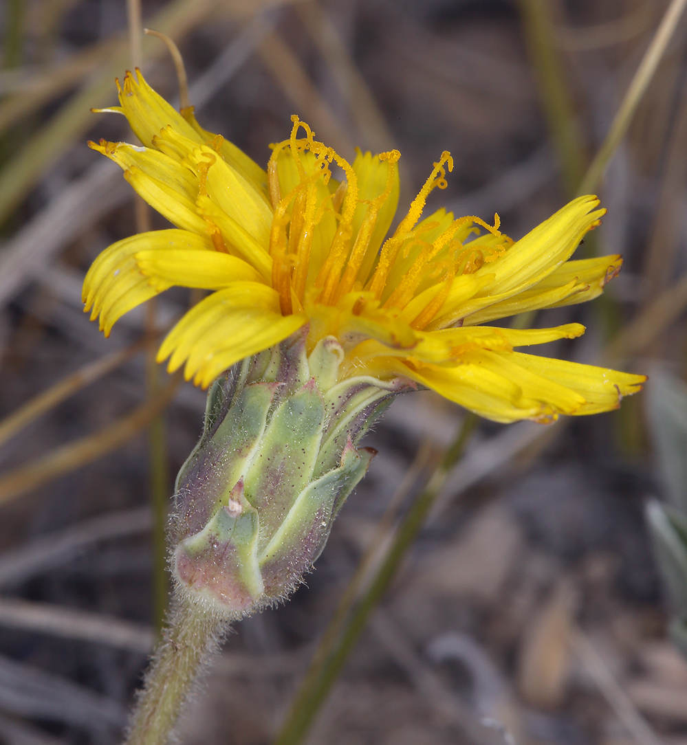 Agoseris monticola