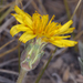 Mountain Dandelion - Photo (c) Steve Matson, some rights reserved (CC BY), uploaded by Steve Matson