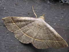 Paracolax trilinealis