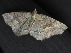 Xerodes rufescentaria