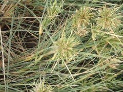 Spinifex longifolius