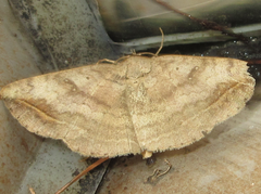 Blasticorhinus ussuriensis