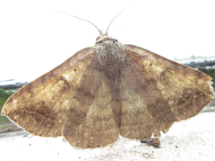 Blasticorhinus ussuriensis