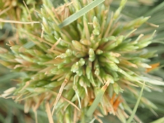 Spinifex longifolius