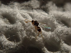 Synergini