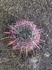 Ferocactus gracilis gracilis
