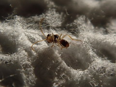 Synergini