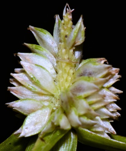 Cyperus sesquiflorus