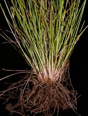 Fimbristylis quinquangularis quinquangularis