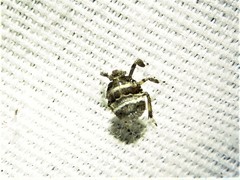 Phylloscelis atra