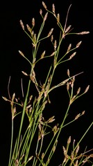 Fimbristylis quinquangularis quinquangularis