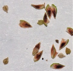 Fimbristylis quinquangularis quinquangularis