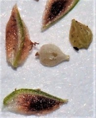 Fimbristylis quinquangularis quinquangularis