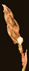 Fimbristylis quinquangularis quinquangularis