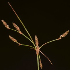 Fimbristylis quinquangularis quinquangularis