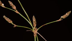 Fimbristylis quinquangularis quinquangularis