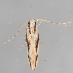 Melanocinclis lineigera