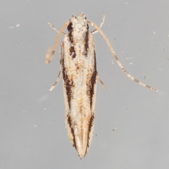 Melanocinclis lineigera