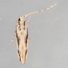 Melanocinclis lineigera