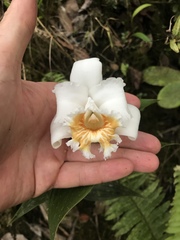 Sobralia virginalis